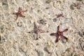 Beautiful red starfish in crystal clear ocean water, travel concept on tropical starfish beach, Bohol, Philippines Royalty Free Stock Photo