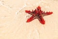 Beautiful red starfish in shallow beach water Royalty Free Stock Photo