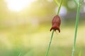 Beautiful Red Stink Bug on Green and Blur background Royalty Free Stock Photo