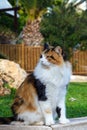 A beautiful red stray cat sits on a concrete step under palm trees in the city of Limassol. Cyprus is an island of cats