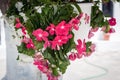 Beautiful red summer flowers of Rhodes island, Greece Royalty Free Stock Photo