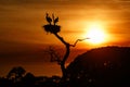 Beautiful red sunset in the brazilian Pantanal with jabiru nest on the background.