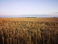 Sunset in fields of cut grain Royalty Free Stock Photo