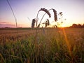 Sunset in fields of cut grain Royalty Free Stock Photo