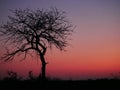 A beautiful red sunset at the Kruger National Park in South Africa