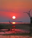 Portrait view of a orange sunset over Lake Kariba with a heron silhouette, Zimbabwe Royalty Free Stock Photo