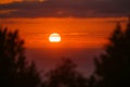 Beautiful red sunset over the ocean through the trees