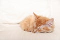 Beautiful red tabby kitty dream on soft pillow. Close up portrait redhead sleepy striped kitten. Cute sleeping young cat. Royalty Free Stock Photo