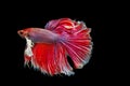 Beautiful of red tail siamese betta fighting fish Royalty Free Stock Photo
