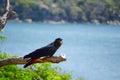 Red-Tailed Black cockatoo bird perched on dead tree.