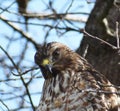 Beautiful Red Tailed Hawk Close Up Portrait High Quality
