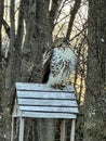 Beautiful red tailed hawk in Wisconsin nature center Royalty Free Stock Photo