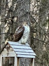 Beautiful red tailed hawk in Wisconsin nature center Royalty Free Stock Photo