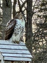 Beautiful red tailed hawk in Wisconsin nature center Royalty Free Stock Photo