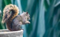 Beautiful red-tailed squirrel eating a nut Royalty Free Stock Photo