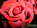 Beautiful red tea rose blooming close up Royalty Free Stock Photo