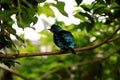 Beautiful Red Throat on a Blue Bird in a Tree