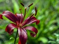 Beautiful red tiger lilies in the garden against the background of blurred natural greenery, macro Royalty Free Stock Photo