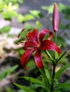 Beautiful red tiger lilies in the garden against the background of blurred natural greenery, macro Royalty Free Stock Photo