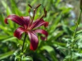 Beautiful red tiger lilies in the garden against the background of blurred natural greenery, macro Royalty Free Stock Photo