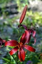 Beautiful red tiger lilies in the garden against the background of blurred natural greenery, macro Royalty Free Stock Photo