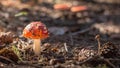 A beautiful red toadstool standing alone.