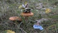 Beautiful red toadstools toadstools grow among the grass and falling leaves in the woodland. Forest fairies, little princesses