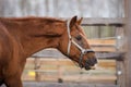 Beautiful red trakehner stallion horse in paddock Royalty Free Stock Photo