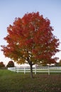 Beautiful Red Tree in Autumn, Vermont, USA