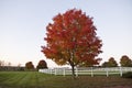 Beautiful Red Tree in Autumn, Vermont, USA