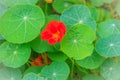 Beautiful red tropaeolum majus flower (nasturtium) with green round leaves background. Tropaeolum majus also known as garden Royalty Free Stock Photo