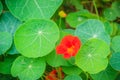 Beautiful red tropaeolum majus flower (nasturtium) with green round leaves background. Tropaeolum majus also known as garden Royalty Free Stock Photo