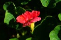 Beautiful red tropaeolum majus flower nasturtium with green round leaves background. Royalty Free Stock Photo