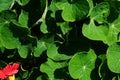 Beautiful red tropaeolum majus flower nasturtium with green round leaves background. Royalty Free Stock Photo