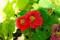 Beautiful red tropaeolum majus flower nasturtium with green round leaves background. Royalty Free Stock Photo