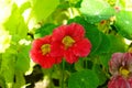 Beautiful red tropaeolum majus flower nasturtium with green round leaves background. Royalty Free Stock Photo