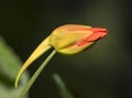 Beautiful red tropaeolum majus flower nasturtium with green round leaves background. Tropaeolum majus also known as garden nastu Royalty Free Stock Photo