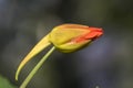 Beautiful red tropaeolum majus flower nasturtium with green round leaves background. Tropaeolum majus also known as garden nastu Royalty Free Stock Photo