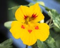 Beautiful red tropaeolum majus flower nasturtium with green round leaves background. Tropaeolum majus also known as garden nastu Royalty Free Stock Photo