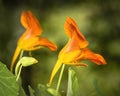 Beautiful red tropaeolum majus flower nasturtium with green round leaves background. Tropaeolum majus also known as garden nastu Royalty Free Stock Photo