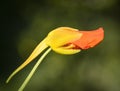 Beautiful red tropaeolum majus flower nasturtium with green round leaves background. Tropaeolum majus also known as garden nastu Royalty Free Stock Photo