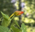 Beautiful red tropaeolum majus flower nasturtium with green round leaves background. Tropaeolum majus also known as garden nastu Royalty Free Stock Photo