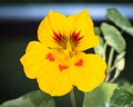 Beautiful red tropaeolum majus flower nasturtium with green round leaves background. Tropaeolum majus also known as garden nastu Royalty Free Stock Photo