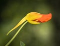 Beautiful red tropaeolum majus flower nasturtium with green round leaves background. Tropaeolum majus also known as garden nastu Royalty Free Stock Photo