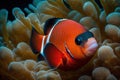 Beautiful red tropical coral fish. Generative AI Royalty Free Stock Photo