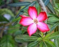 Beautiful red tropical flower