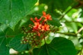 A beautiful red tropical flower, Pagoda-Flower Clerodendrum paniculatum.