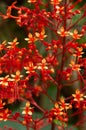 A beautiful red tropical flower, Pagoda-Flower Clerodendrum paniculatum.