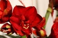 Beautiful red tropical flower under magnification. Closeup of a bouquet for a good astroenia. Pistil and stamens with petals. Royalty Free Stock Photo