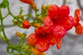 Beautiful red trumpet flower or climbing trumpet Campsis in Croatia Royalty Free Stock Photo